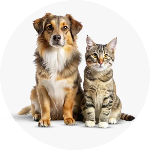 مستلزمات الحيوانات