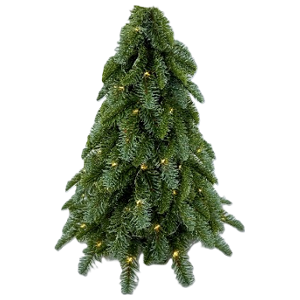 شجرة خضراء صغيرة