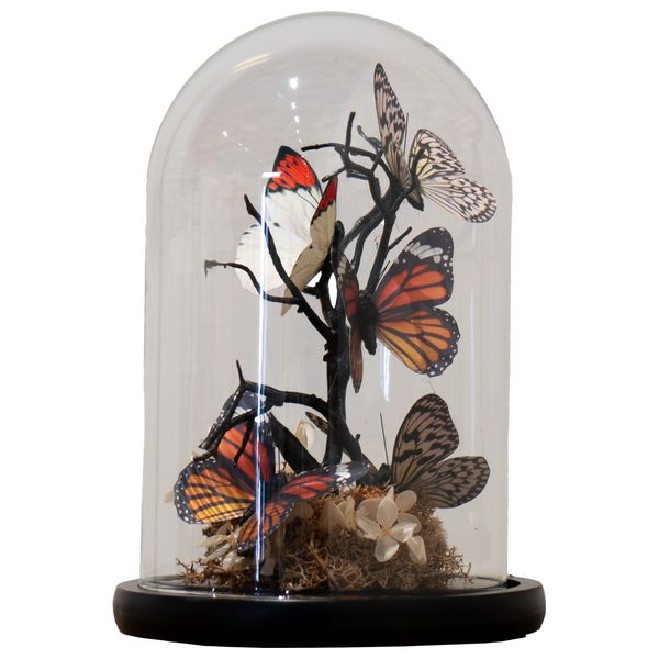 صدف عرض الفراشة المنسقة